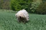 PULI 009